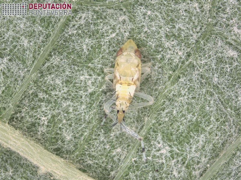 Cicadelidos - Ciccadellidae - Cicadelidos >> Ninfa Scaphoideus 7.5x.jpg